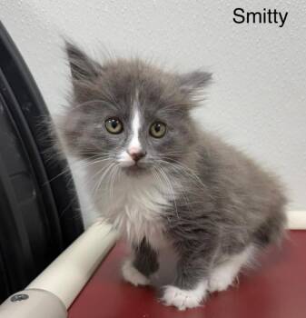 Smitty -  Domestic Medium Hair Cat for Adoption in Hornell, New York - Smitty | PetCurious
