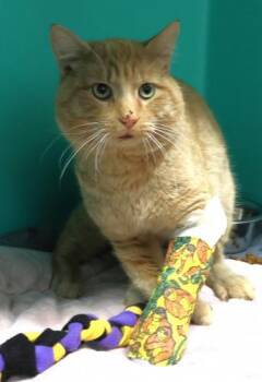 Rescue Domestic Short Hair Cats for Adoption in Thief River Falls, Minnesota - Curtis Clarence | PetCurious