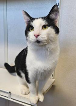 Cricket -  Domestic Short Hair Cat for Adoption in Fremont, Ohio - Cricket | PetCurious