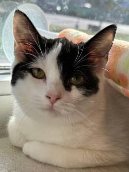 Rescue Domestic Short Hair Cats for Adoption in Dalton, Georgia - Astra | PetCurious