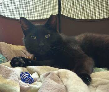 Houdini - 3 legs -  Domestic Short Hair and Bombay Cat for Adoption in Newark, New Jersey - Houdini - 3 Legs | PetCurious