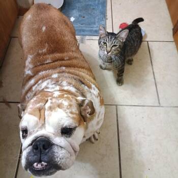 Hank -  Domestic Short Hair Cat for Adoption in Pauls Valley, Oklahoma - Hank | PetCurious