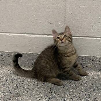 Bart -  Domestic Short Hair Cat for Adoption in Dayton, Ohio - Bart | PetCurious