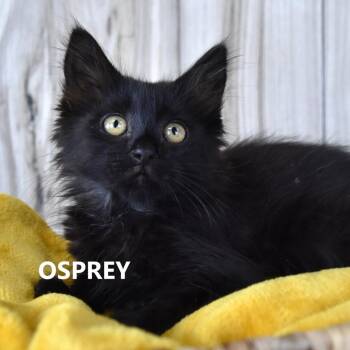 Domestic Medium Hair Cats Available for Adoption in Yuma, Arizona - Osprey | PetCurious