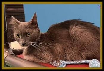 Domestic Short Hair Cats Available for Adoption in Peoria, Illinois - CYAN | PetCurious