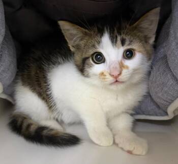 Lilly -  Domestic Short Hair Cat for Adoption in Lagrange, Indiana - Lilly | PetCurious