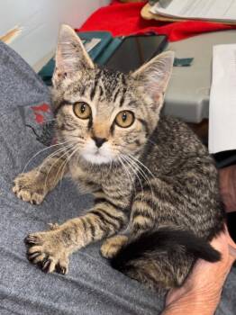 Biscuit -  Domestic Short Hair Cat for Adoption in Hartford City, Indiana - Biscuit | PetCurious