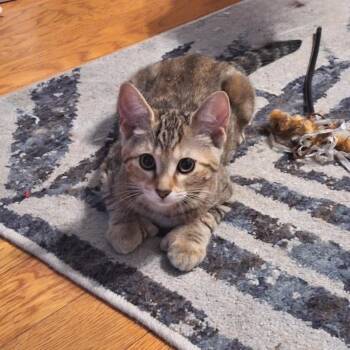 Fava Bean -  Extra Toes Cat Hemingway Polydactyl and Domestic Short Hair Cat for Adoption in Brownsboro, Alabama - Fava Bean | PetCurious