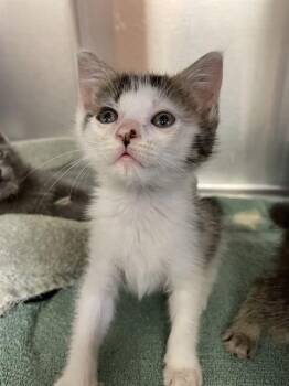 Domestic Short Hair Cats Available for Adoption in Corpus Christi, Texas - ORACLE | PetCurious