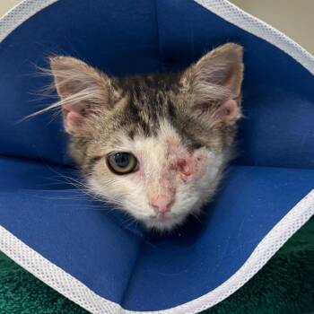 Ris -  Domestic Short Hair Cat for Adoption in Greensboro, North Carolina - Ris | PetCurious