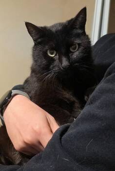 ELKIE & CUDDLES #1945 - Offered by Owner - Bonded -  Domestic Medium Hair Cat for Adoption in Hillsboro, Oregon - ELKIE & CUDDLES #1945 - Offered By Owner - Bonded | PetCurious