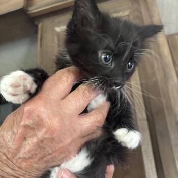 Whiskers -  Domestic Short Hair Cat for Adoption in Barrière, British Columbia - Whiskers | PetCurious