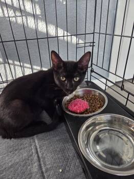 Chase -  Domestic Short Hair Cat for Adoption in St. Cloud, Florida - Chase | PetCurious