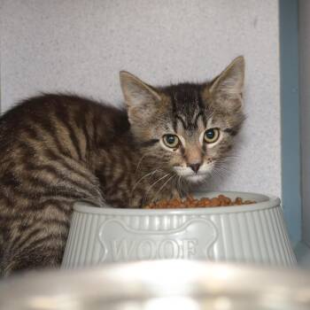 Frequent Flyer -  Domestic Short Hair Cat for Adoption in Evansville, Indiana - Frequent Flyer | PetCurious