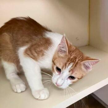 Gentill -  Domestic Short Hair Cat for Adoption in Madill, Oklahoma - Gentill | PetCurious