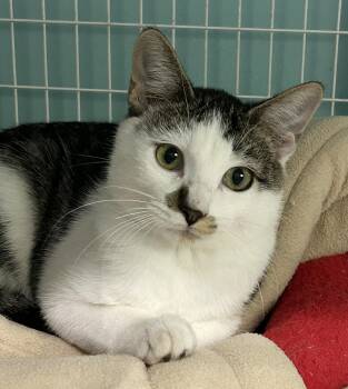 Rescue Tabby Cats for Adoption in Parkville, Missouri - PC | PetCurious