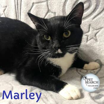 Rescue Domestic Short Hair Cats for Adoption in Washington, Pennsylvania - Marley | PetCurious