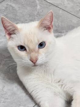 Winter -  Domestic Short Hair Cat for Adoption in Statesboro, Georgia - Winter | PetCurious