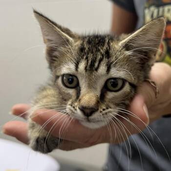 Killer -  Domestic Short Hair Cat for Adoption in Lufkin, Texas - Killer | PetCurious