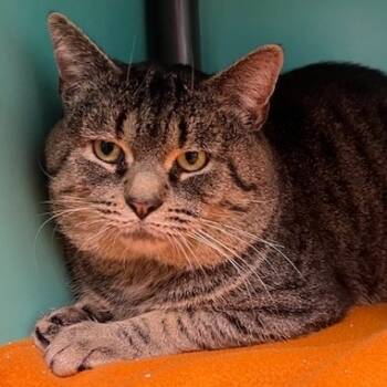 Rescue Domestic Short Hair Cats for Adoption in Owosso, Michigan - Spike | PetCurious