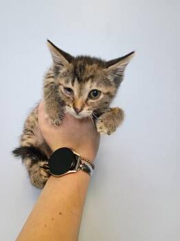 Meowthra -  Domestic Short Hair Cat for Adoption in Beatrice, Nebraska - Meowthra | PetCurious