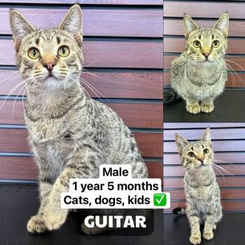 Tabby Cats Available for Adoption - Guitar | PetCurious