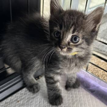 Domestic Medium Hair Cats Available for Adoption in Debary, Florida - Maple | PetCurious