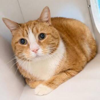 Domestic Short Hair Cats Available for Adoption - Nibbles | PetCurious