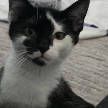 PHANTOM -  Domestic Short Hair Cat for Adoption in Aurora, Colorado - PHANTOM | PetCurious