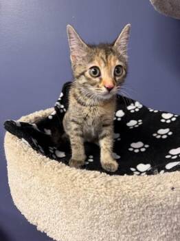 Lannah -  Tabby Cat for Adoption in Belton, Missouri - Lannah | PetCurious