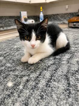 Melon -  Domestic Short Hair Cat for Adoption in Rio Linda, California - Melon | PetCurious