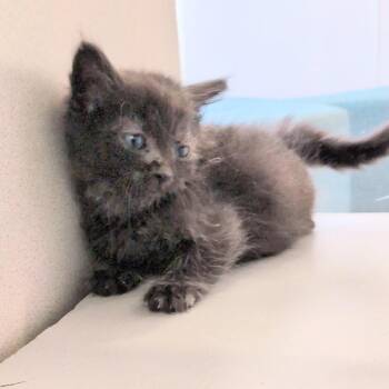 Dionysus -  Domestic Short Hair Cat for Adoption in Reno, Nevada - Dionysus | PetCurious