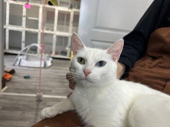 Rescue Domestic Short Hair Cats for Adoption in Chicago, Illinois - Lumina | PetCurious