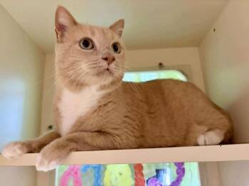 Rescue Domestic Short Hair Cats for Adoption in Sebastian, Florida - Boberto | PetCurious