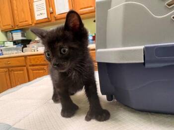 Beans -  Domestic Short Hair Cat for Adoption in Warren, Pennsylvania - Beans | PetCurious