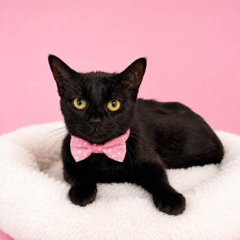 Hormone -  Domestic Short Hair Cat for Adoption in Binghamton, New York - Hormone | PetCurious