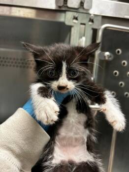 Agee Kitten 1 -  Domestic Short Hair Cat for Adoption in Morgantown, Kentucky - Agee Kitten 1 | PetCurious
