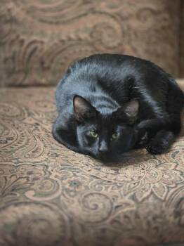 Rescue Domestic Short Hair Cats for Adoption in Miami, Oklahoma - Kitty | PetCurious