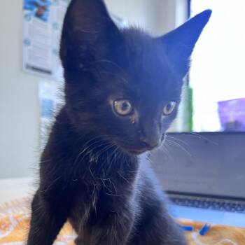 Batflight -  Domestic Medium Hair Cat for Adoption in Denver, Colorado - Batflight | PetCurious