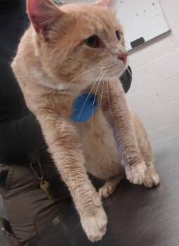 Domestic Short Hair Cats Available for Adoption - Redman(689) | PetCurious