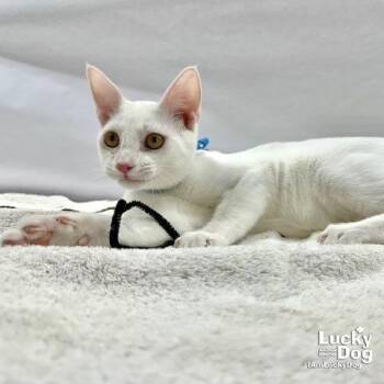 Timothy -  Domestic Short Hair Cat for Adoption in Washington, District Of Columbia - Timothy | PetCurious