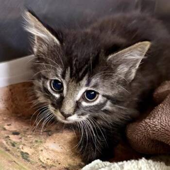Colorado -  Domestic Short Hair Cat for Adoption in Sacramento, California - Colorado | PetCurious