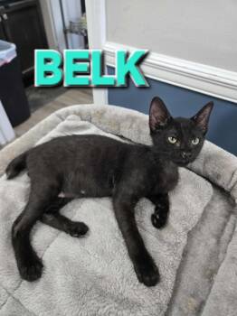 Rescue Domestic Short Hair Cats for Adoption in Rome, Georgia - Belk (Mt. Berry 2) | PetCurious