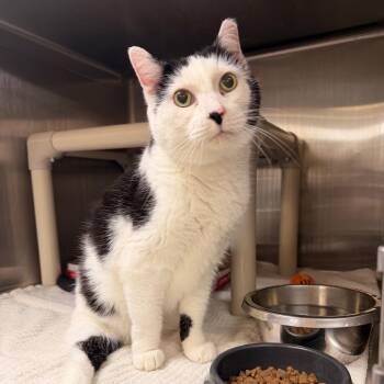Felicia -  Domestic Short Hair Cat for Adoption in Indianapolis, Indiana - Felicia | PetCurious