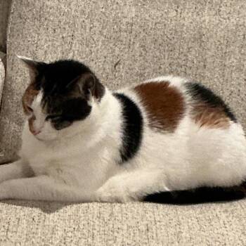 Patches -  Domestic Short Hair Cat for Adoption in Candler, North Carolina - Patches | PetCurious