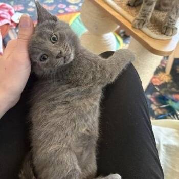 Pigeon -  Domestic Medium Hair Cat for Adoption in Chicago, Illinois - Pigeon | PetCurious