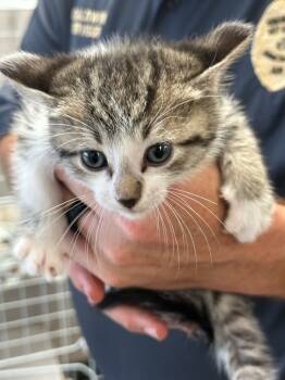 Rescue Domestic Short Hair Cats for Adoption in Hot Springs, Arkansas - Izzy | PetCurious