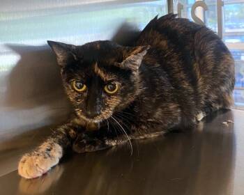 Louise A219514 -  Tortoiseshell Cat for Adoption in Plano, Texas - Louise A219514 | PetCurious