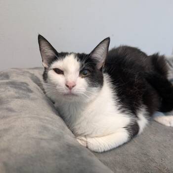 Fallon -  Domestic Short Hair Cat for Adoption in Watertown, New York - Fallon | PetCurious