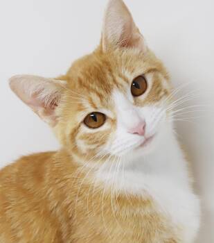 Tabby and Turkish Van Cats Available for Adoption in Bedford Hills, New York - Auntie Annie Is A-MAZING - She Is A Super Delicious Therapy Lovi | PetCurious
